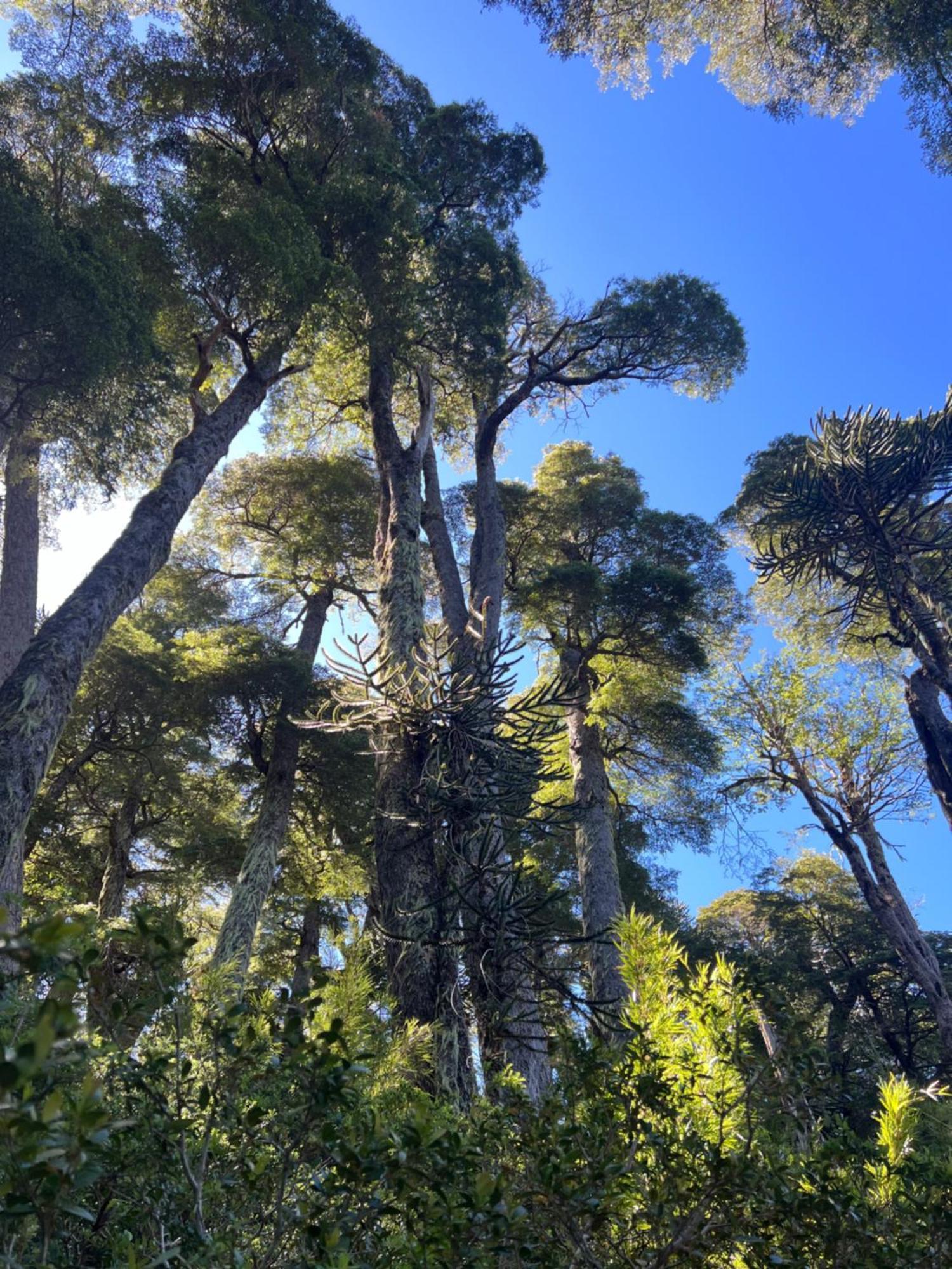Hostal Piedra Santa Malalcahuello Εξωτερικό φωτογραφία